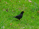 Blackbird – Kos
